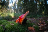 Abgeblendet und mit der Sonne im Rücken wirkt der Fliegenpilz etwas langweilig. Pentax Asahi Fish-eye-Takumar 4/17 Fliegenpilz