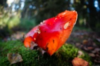 Etwas näher am Motiv und offenblendig wirkt er schon interessanter. Fish-eye Takumar 17mm f/4 Amanita muscaria