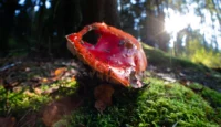 Eine weitere Ansicht aus einem etwas anderen Blickwinkel. Fish Eye Takumar 17mm f/4 Amanita muscaria Abendsonne