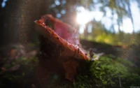 Mit Offenblende gegen die Sonne fotografiert. Massive Lightleaks und Lensflares erzeugen eine prächtige Stimmung. Im Bokeh zeigen sich Ringe. Pentax Asahi Fish-eye-Takumar 4/17 Fliegenpilz Gegenlicht Lensflare Stimmung