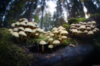 Pilze in der Dresdner Heide, Offenblende, Schärfenprobleme werden deutlich. Fish-eye Takumar 17mm f/4 Pilze Bokeh Wald Schwefelkopf