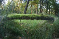Dresdener Heide. Fisheye-Takumar Baumstamm Brücke 4/17