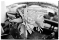 Matucata madisonorium highiso Pentax Asahi Fish-eye-Takumar 17mm f/4