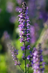 Lupine, f/2.8, APS-C. Petri C.C 2.8/135 Blütenstand