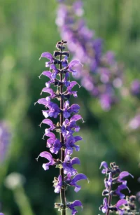Lupine, APS-C. Petri C.C 135mm f/2.8 flower