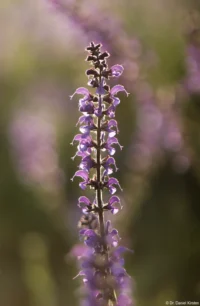 Lupine mit etwas mehr Gegenlicht, f/2.8, APS-C. Kuribayashi 2.8/135 Blüte