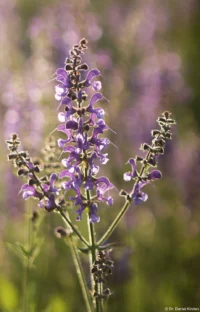Noch eine Lupine, f/2.8, APS-C. Petri C.C 135mm f/2.8 Blume