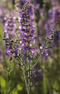 f/5.6, APS-C. Der Hintergrund wirkt unruhig. Kuribayashi 135mm f/2.8 lupin