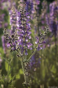 f/8, APS-C. Der Hintergrund wirkt noch unruhiger. Petri C.C 2.8/135 135mm f/2.8 Lupinen