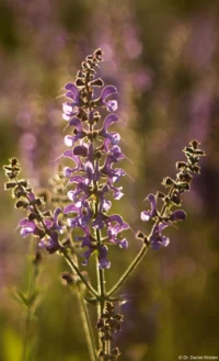 Eine kleine Bewegung der Kamera führt zu einer vollkommen anderen Lichtstimmung. Petri C.C 135mm f/2.8 Lupine