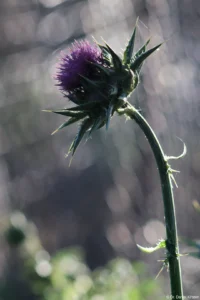 Distel, abgeblendet, Ninjasterne im Bokeh, APS-C. Petri C.C 135mm f/2.8 Distel am Maschendrahtzaun