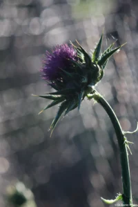 Distel, noch weiter abgeblendet, APS-C. Kuribayashi 2.8/135 Blüte
