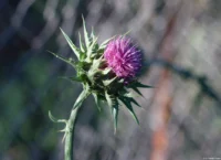 Distel, APS-C. Petri C.C 135mm f/2.8 Distel