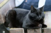 Schwarzer Kater auf einer Bank, APS-C. Petri C.C 2.8/135 Katze Bank