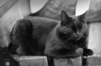Schwarzer Kater auf einer Bank, APS-C. Kuribayashi 135mm f/2.8 Katze SchwarzWeiss