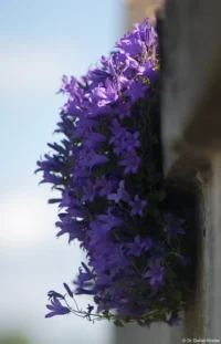 APS-C. Petri C.C 2.8/135 Blumen Mauer