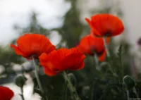 APS-C. Petri C.C 135mm f/2.8 Mohn