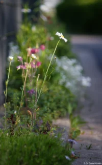 Blumen am Wegrand, APS-C. Kuribayashi 2.8/135 Blumen am Weg