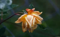 APS-C. Petri C.C 135mm f/2.8 Welke Rose