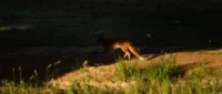 Fuchs im Abendlicht, APS-C. Petri C.C 135mm f/2.8 Fuchs