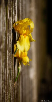 Lilien durch einen Zaun, Vollformat. Gelbe Lilien Petri C.C 2.8/135