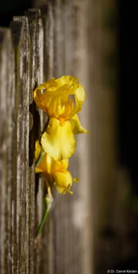 Lilien durch einen Zaun, Vollformat. Petri C.C 135mm f/2.8 Lilien am Zaun