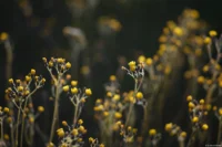 Blumen mit sehr schönen Bokeh, Vollformat. Kuribayashi 2.8/135 Blumen Bokeh