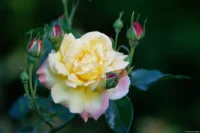 APS-C. Petri C.C 2.8/135 Rose
