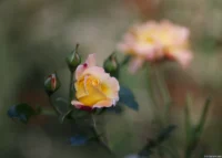 Hier hat das Petri ein fantastisches Bokeh gezeichnet, APS-C. Kuribayashi 135mm f/2.8 Gelbe Rosen Bokehmonster