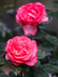 APS-C. Petri C.C 2.8/135 Rosen