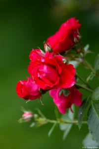 APS-C. Petri C.C 135mm f/2.8 Rose