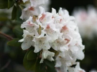 Rhododendron, APS-C. Kuribayashi 135mm f/2.8 Weiße Blüten