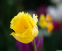 Bei Nahaufnahmen zeigen sich starke Halos, APS-C. Petri C.C 2.8/135 tulip