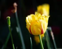 Bei Nahaufnahmen zeigen sich starke Halos, APS-C. Kuribayashi 135mm f/2.8 Tulpe