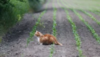 APS-C. Petri C.C 135mm f/2.8 Rüben Katze
