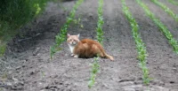 APS-C. Kuribayashi 2.8/135 Katze Feld