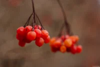 Weiche Kontraste, Herbststimmung im Februar, APS-C. Meyer Görlitz Domiplan 2.8/50