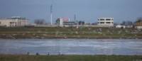 Dies ist eines meiner ersten Fotos mit dem Helios-44M. Es entstand bei der Radtour kurz nach der Abholung. An den Möwen ist die nachlassende Schärfe zum Rand gut zu erkennen (APS-C). Helios-44 2/58 Elbe Möwen