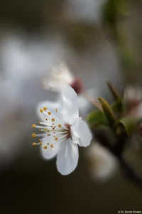 f/2, APS-C. Helios-44M Blütenmakro