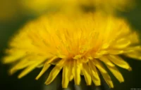 Löwenzahnblüte, f/2, APS-C. Helios-44 2/58 Löwenzahn