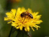 Löwenzahnblüte mit Wespe, f/2, APS-C. Helios-44 2/58 Löwenzahn