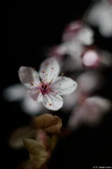 Blütenmakro, Vollformat. Bokeh Pentax Asahi Super-Takumar 50mm f/1.4 Makro Blüte