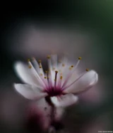 Blütenmakro, Vollformat. Pentax Asahi Super-Takumar 1.4/50 Blüte Makro