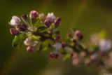 Apfelblüten, etwas unscharf, sehr schönes Bokeh rechts unten, f/1.4, APS-C. Bokeh Pentax Asahi Super-Takumar 50mm f/1.4 Bokeh Löwenzahn