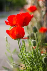 Mohn, f/1.4, APS-C. Pentax Asahi Super-Takumar 1.4/50 Mohn Zaun