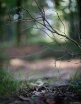 Pilz, f/1.4, Vollformat. Bokeh Pentax Asahi Super-Takumar 50mm f/1.4 Wald Pilz