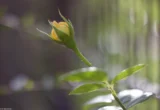 Gelbe Rose am Zaun, f/1.4, APS-C. Bokeh Pentax Asahi Super-Takumar 50mm f/1.4 Gelbe Rose Zaun