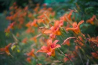 Feuerlilien, Vollformat. Industar 50mm Feuerlilien Bokeh
